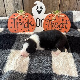 Goblin - Black male Border Collie puppy in Guffey, Colorado from Sunset Ridge