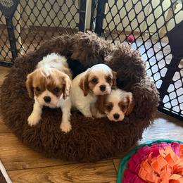 Victoria - Blenheim female Cavalier King Charles Spaniel puppy in Knoxville, Tennessee from Rocky Top Cavapoos