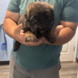 Green - Sable German Shepherd puppy in Shelton, Connecticut from DaCruz K9s