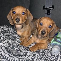 Dachshund Puppies from Steadfast station, mini dachshunds