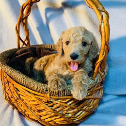 Goldendoodle Puppies from 24 Karat Doodles