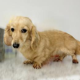 Gracie - Dachshund