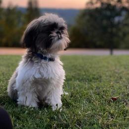 Cash - Shih Tzu