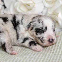 Stella - Blue merle female Australian Shepherd puppy in Colorado Springs, Colorado from Storm and Sage Australian Shepherds