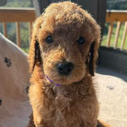 Cotton - Apricot male Poodle puppy in Greenwich, New York from MizzElle’s Standard Poodles