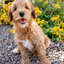 Noah - Apricot male Goldendoodle puppy in Peoria, Arizona from Daisy Mountain Doodles