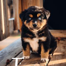 Tiana - Black tri female Miniature Australian Shepherd puppy in Mc Alester, Oklahoma from Angel's Aussies