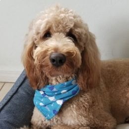 Goldendoodles from Rusty & Ruby's Goldendoodles