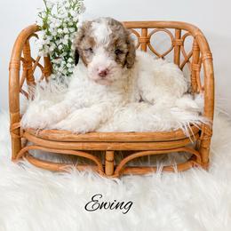 Ewing - Parti female Goldendoodle puppy in from Pink Poodles and Doodles