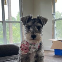 Miniature Schnauzers from EsKay Mini Schnauzers