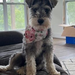 Miniature Schnauzers from EsKay Mini Schnauzers