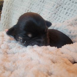 Havapoo Puppies from Little Wyo Doodles