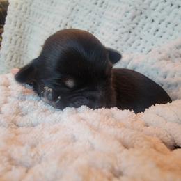 Havapoo Puppies from Little Wyo Doodles