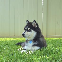 Larry - Black and white male Pomsky puppy in Orlando, Florida from Way too cute Pomskies