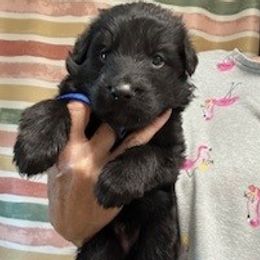 Boy 2 - Black male German Shepherd puppy in Valley Springs, South Dakota from Von Pasch German Shepherds