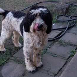 Labradoodles from Legacy Labradoodle Retreat