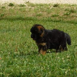 German Shepherd Puppies from Vom Wilke Kennels
