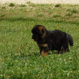 German Shepherd Puppies from Vom Wilke Kennels