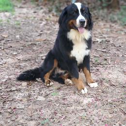 Sam - Bernese Mountain Dog