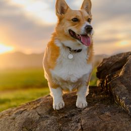 Pembroke Welsh Corgi All Grown Up from G.G.'s Corgis