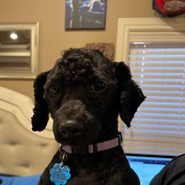 Bubba - Poodle