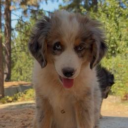Indi - Blue merle female Miniature Australian Shepherd puppy in Shingletown, California from Whiskeytown Aussies
