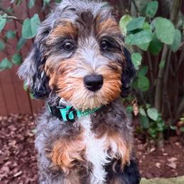 Blue Merle Phantom Girl - Phantom female Goldendoodle puppy in Midlothian, Virginia from RVA DOODLES, LLC