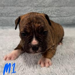 Boy 1 - Red brindle male American Pit Bull Terrier puppy in Nine Mile Falls, Washington from Bartin Kennels