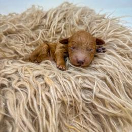 David - Red  male Goldendoodle puppy in Davison, Michigan from Dreaming Doodles