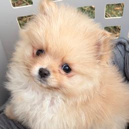 Westley - The Princess Bride's Farm Boy - Cream sable male Pomeranian puppy in Lake Forest Park, Washington from Tea Pup Pomeranians