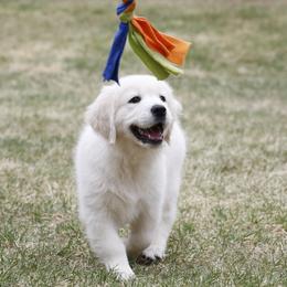 Golden Retriever Puppies from K & M Golden Retrievers
