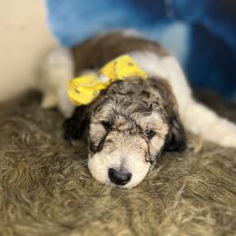 Van Gogh's Fudge Espresso - Goldendoodle puppy in Charlotte, North Carolina from Ben and Jerry Doodles