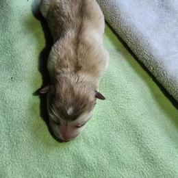 Aspen - Red and white male Alaskan Malamute puppy in Grayson County, Virginia from River Bend Malamutes