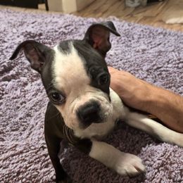 Angel (AKC, female) - Black and white female Boston Terrier puppy in Wildwood, Missouri from Belleville Bostons