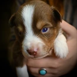 Woodrow - Red tri-color male Miniature American Shepherd puppy in Valley Springs, California from Raindance Ranch