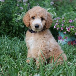Goldendoodle Puppies from Carolina Doodle Puppies
