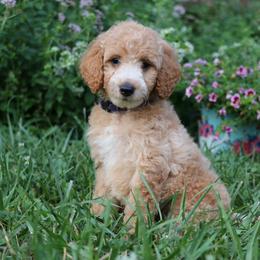 Goldendoodle Puppies from Carolina Doodle Puppies
