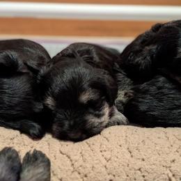 Skier - Black and silver male Miniature Schnauzer puppy in Cody, Wyoming from Bliss Creek MTN Meadows