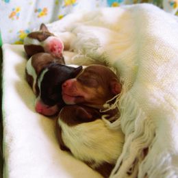 Teddy Roosevelt Terrier Puppies from Wabbitfire Teddy Roosevelt Terriers