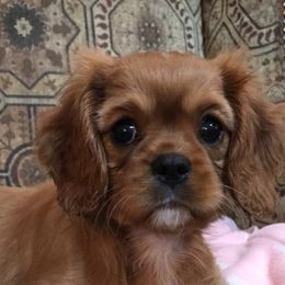 Cavalier King Charles Spaniel Puppies from Hidden Creek Cavaliers