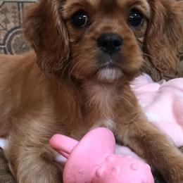Cavalier King Charles Spaniel Puppies from Hidden Creek Cavaliers