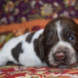 Rhinestone - Liver white and roan female English Springer Spaniel puppy in Chapmansboro, Tennessee from Balthrop Bend Farms