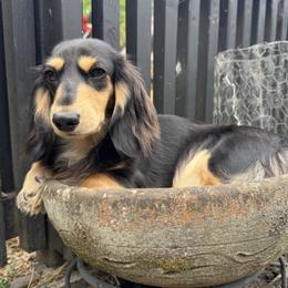 Daisy - Dachshund