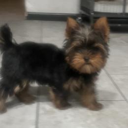Yorkshire Terriers from Pooch Perfect Puppies