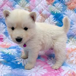 Snowflake - Fully Health Tested Parents - White female Siberian Husky puppy in Los Angeles, California from Limitless Huskies