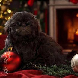 Roman - Shih Tzu puppy from Bows and Bot Ties