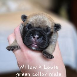Green Collar male - Fawn male French Bulldog puppy in Hamler, Ohio from Smith's Small Town Frenchies