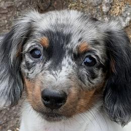 Dachshunds from Dueck Dachshunds