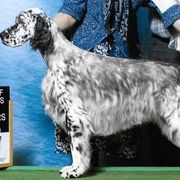 English Setters from Triple Creek English Setters