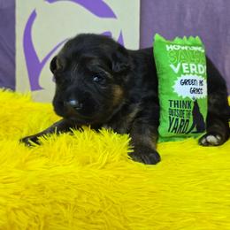Burrito (Lime Collar) - Black and red male German Shepherd puppy in Gig Harbor, Washington from Crescent Lake Shepherds